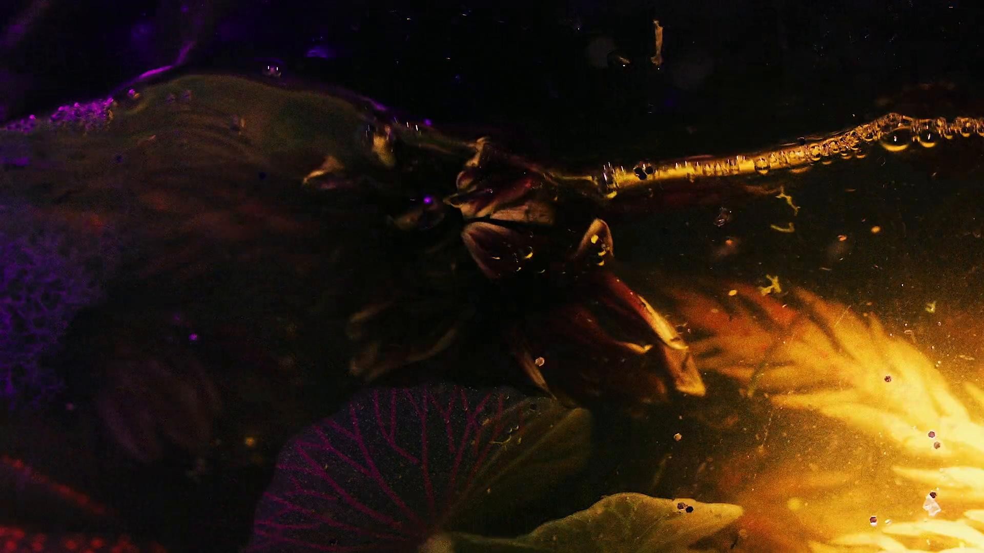 Fenty x Savage Vol. 4 | Lara (2022) —  shot,  lighting