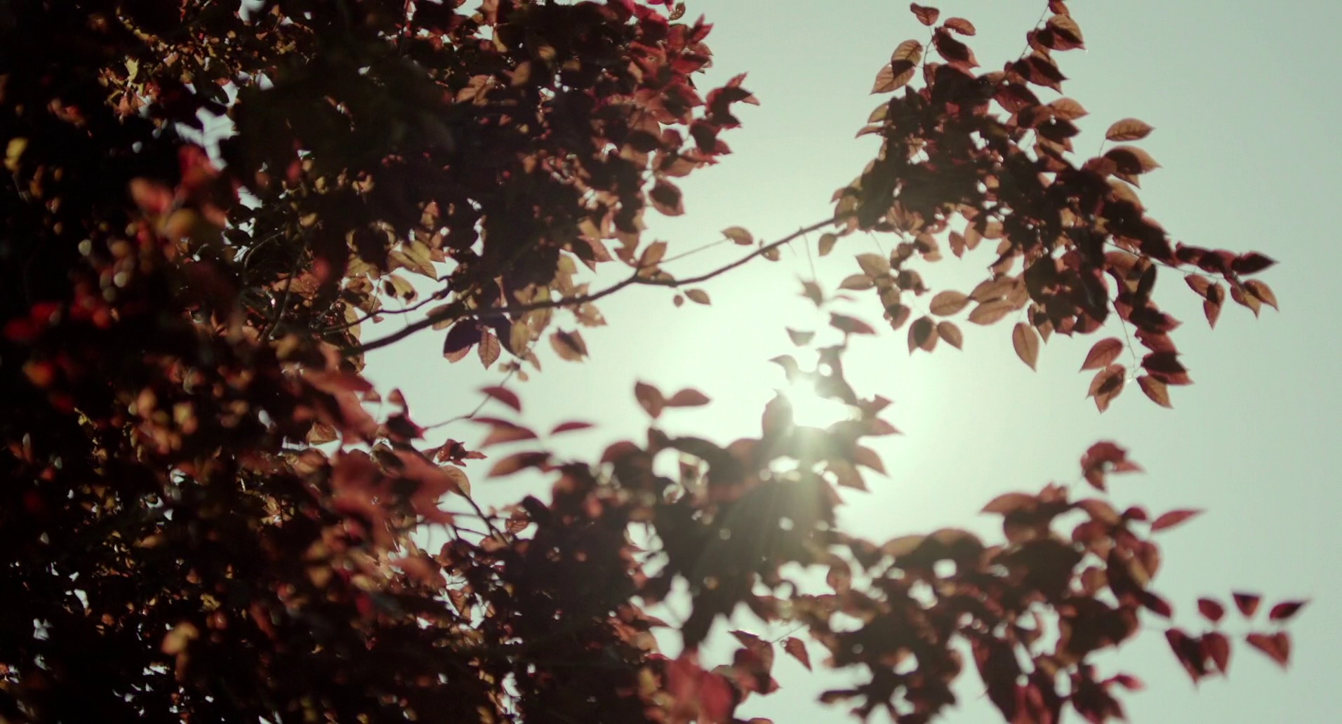 The August Virgin (2022) —  shot,  lighting