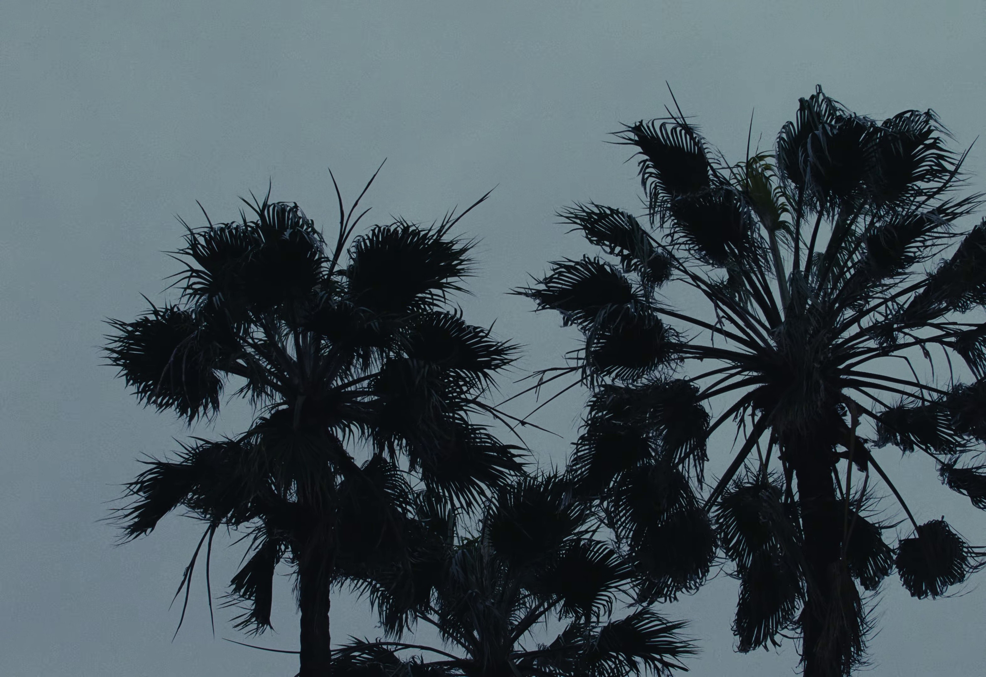 FAKE ID (2026) —  shot,  lighting