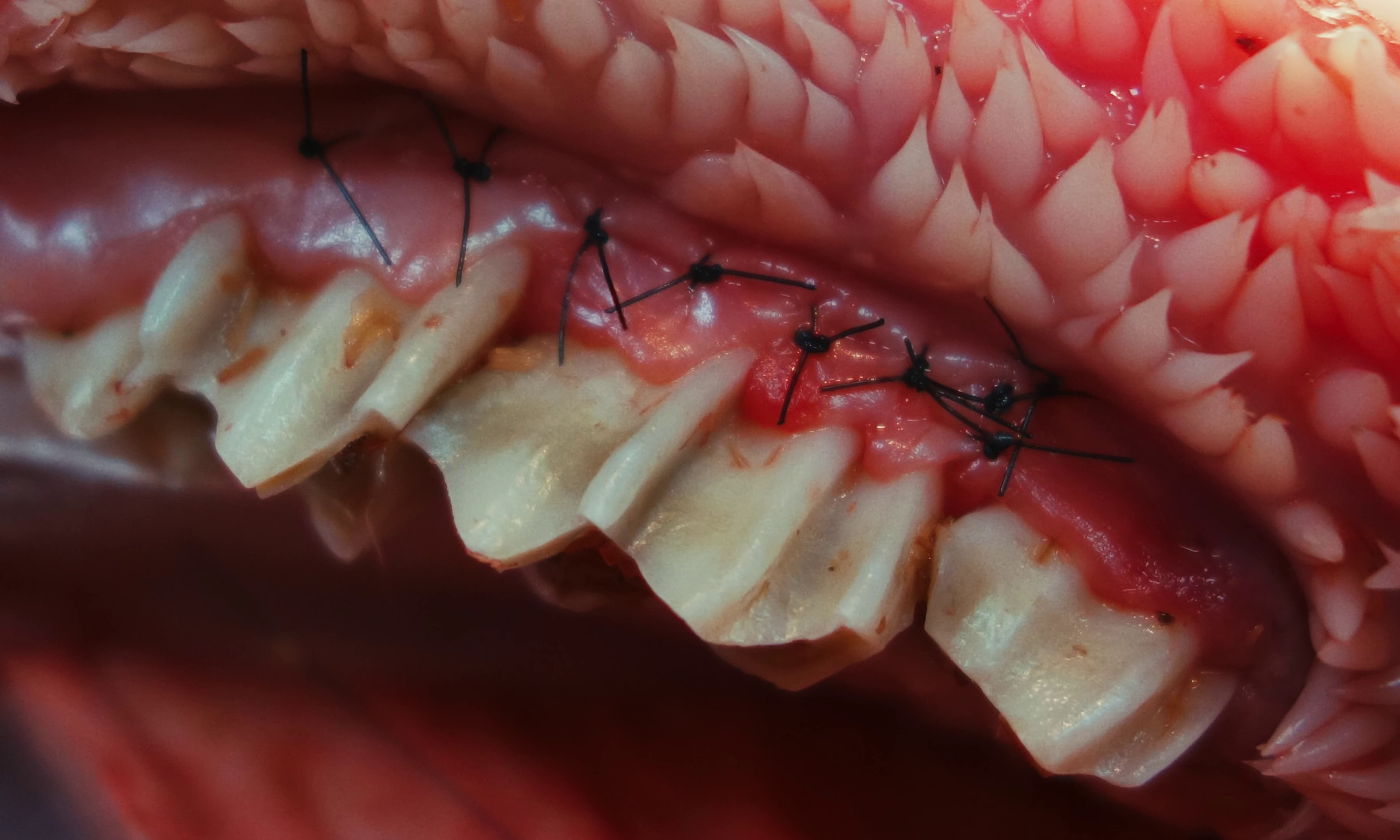 Máquina Culona (2023) —  shot,  lighting