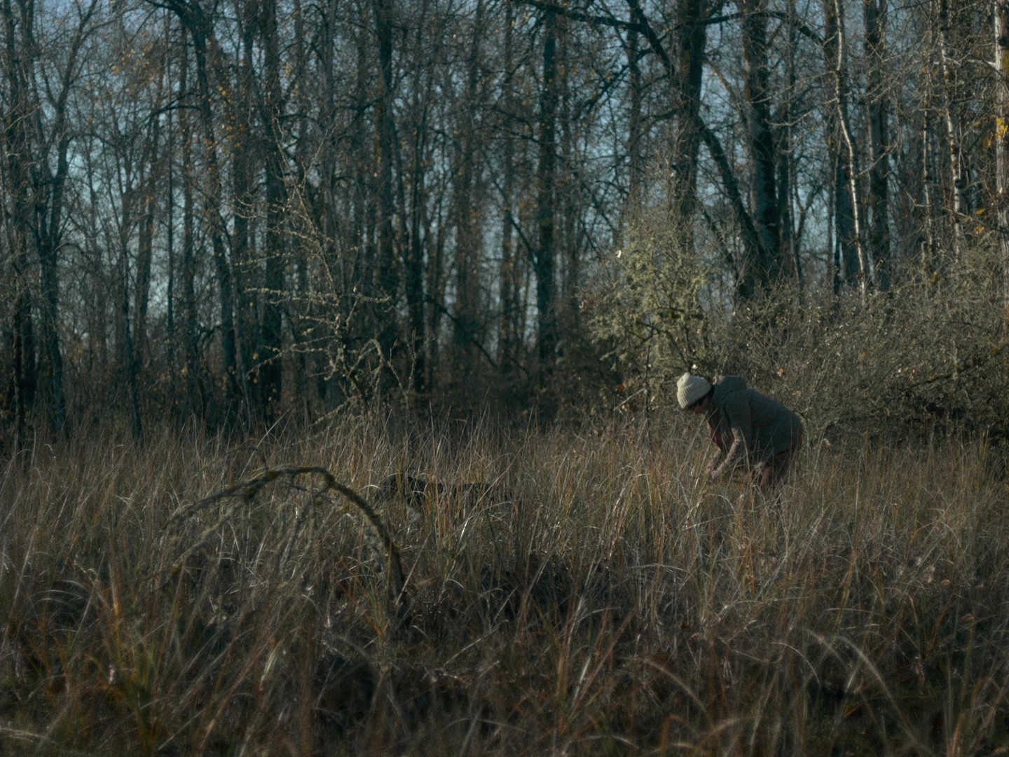 First Cow (2019) —  shot,  lighting