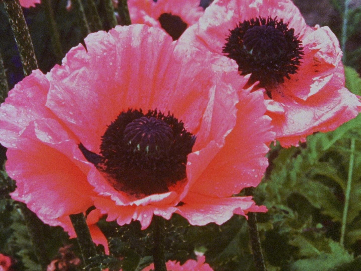 Wasteland No.1 - Ardent, Verdant (2017) —  shot,  lighting