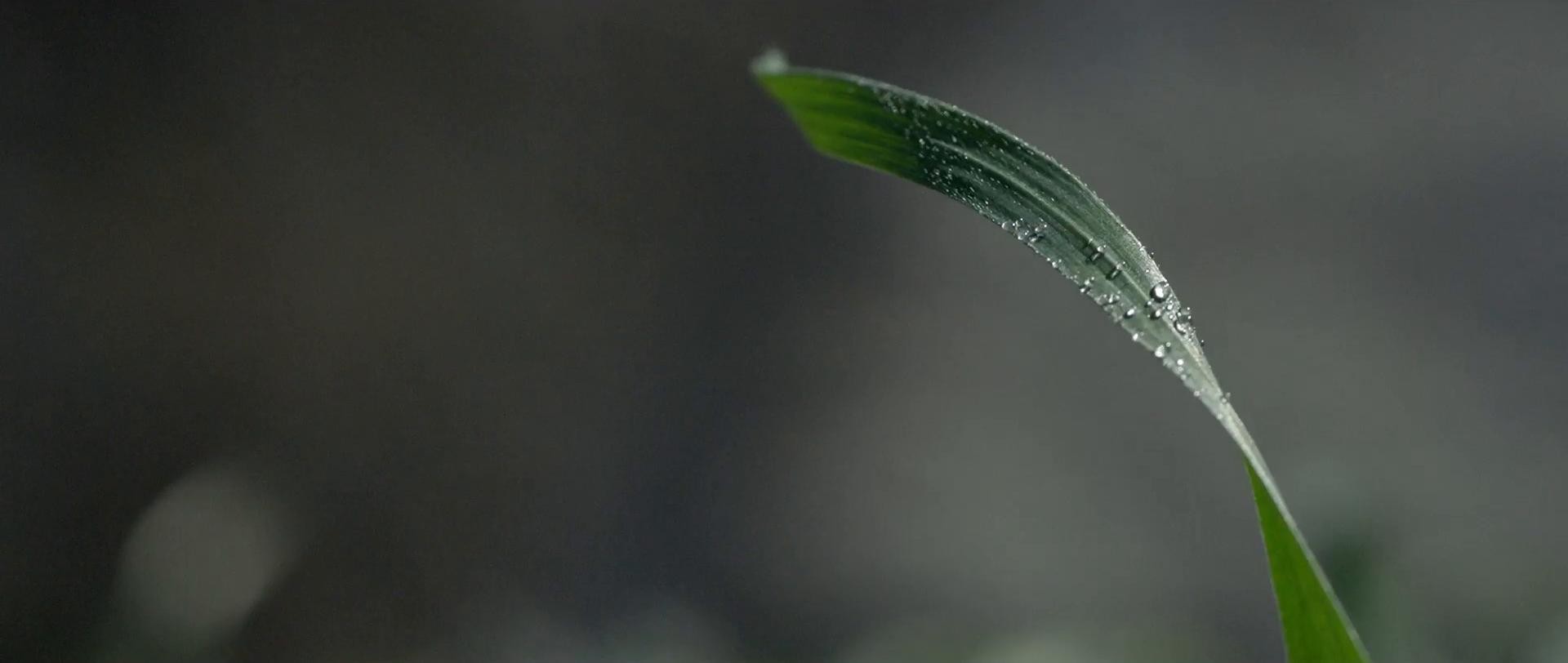 ARROWHEAD "Great" (2016) —  shot,  lighting