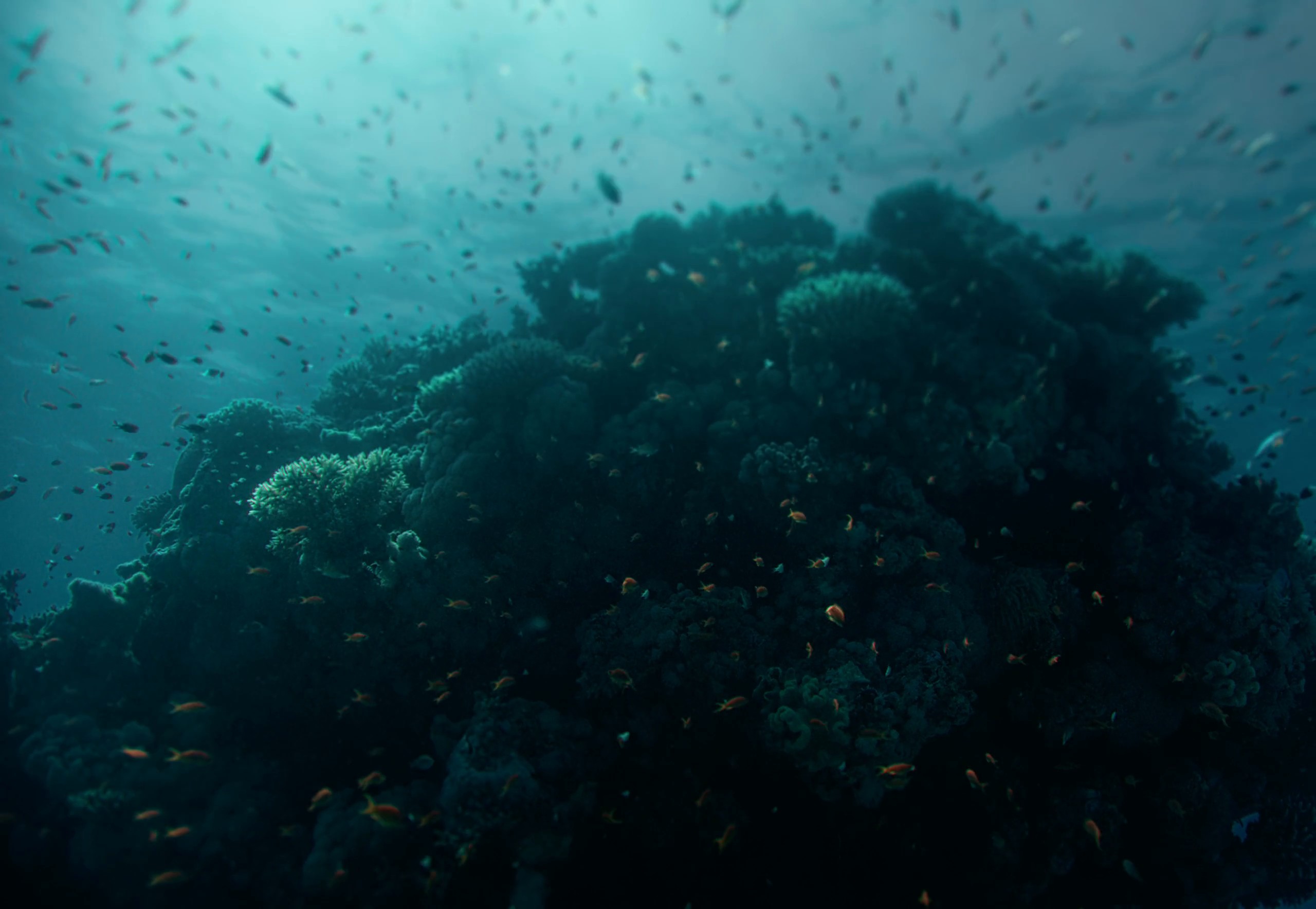 SRSA - More Than Just a Sea | Director's Cut (2024) —  shot,  lighting