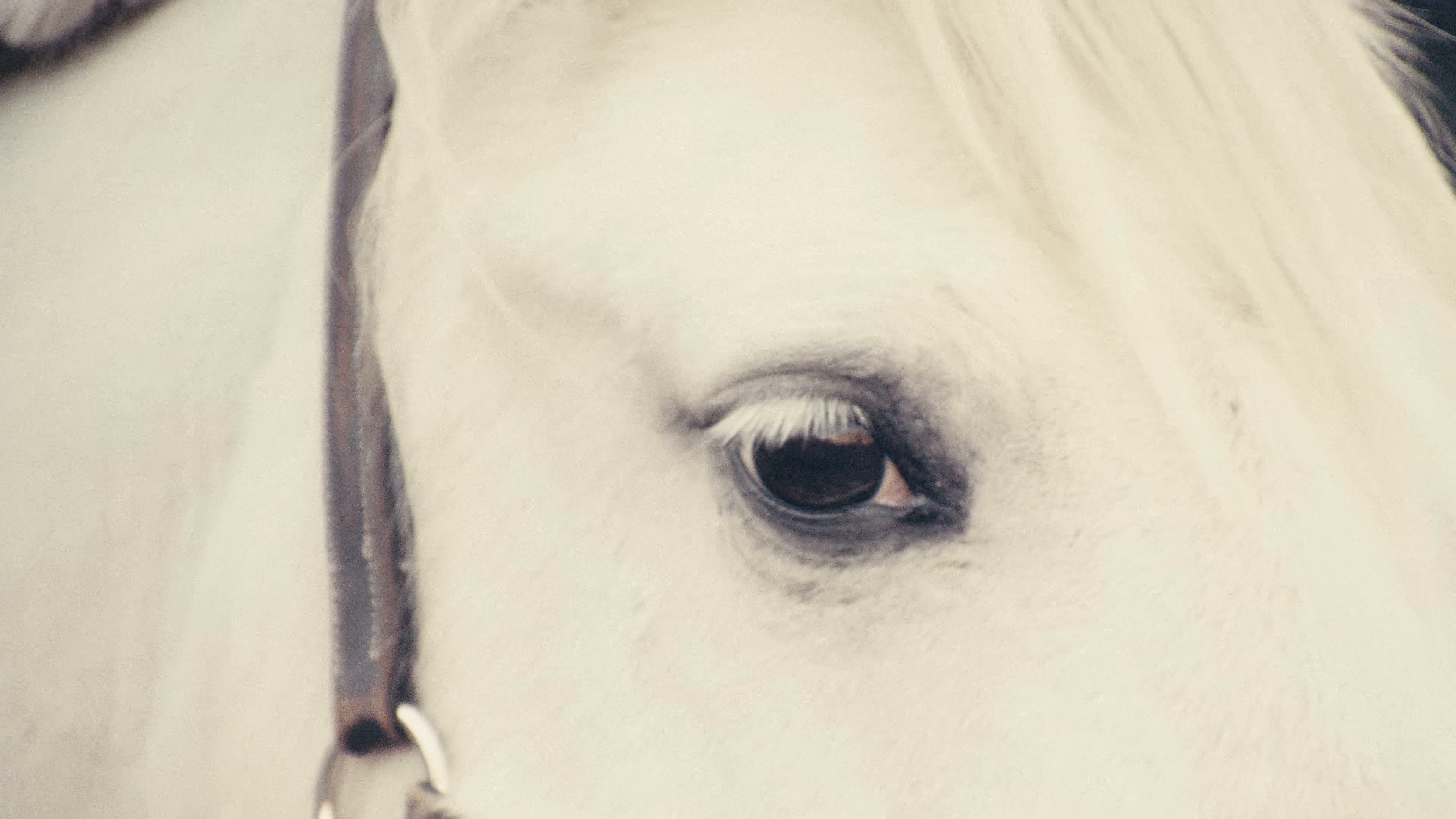 Prophet (2025) —  shot,  lighting