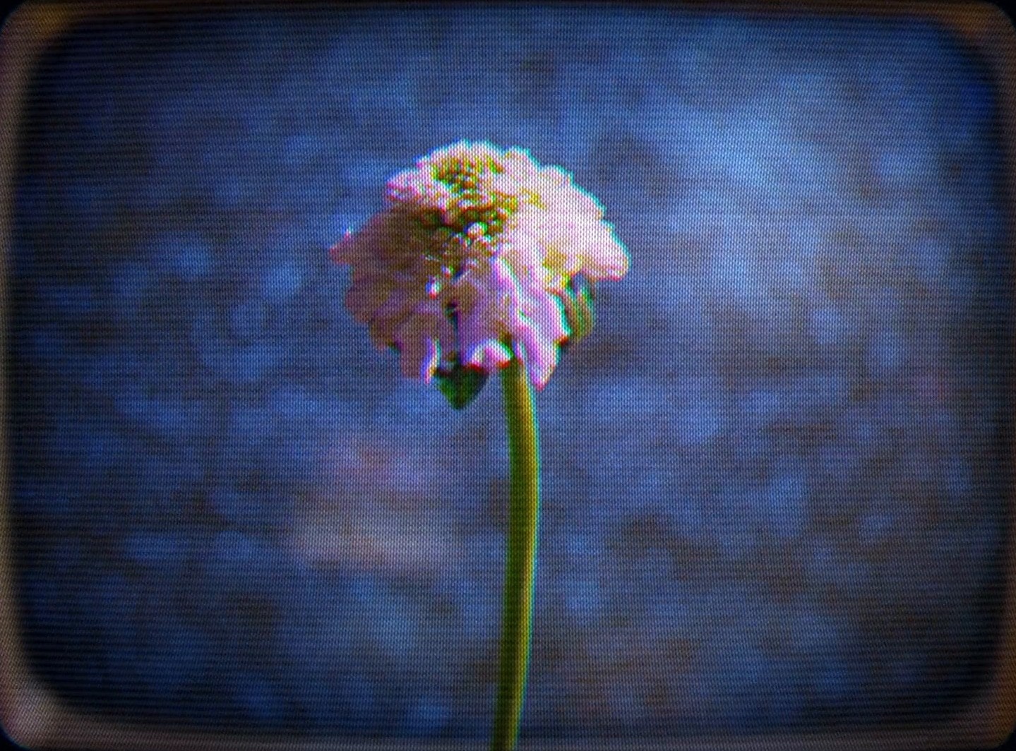 Mamonde l Brand film (2024) —  shot,  lighting