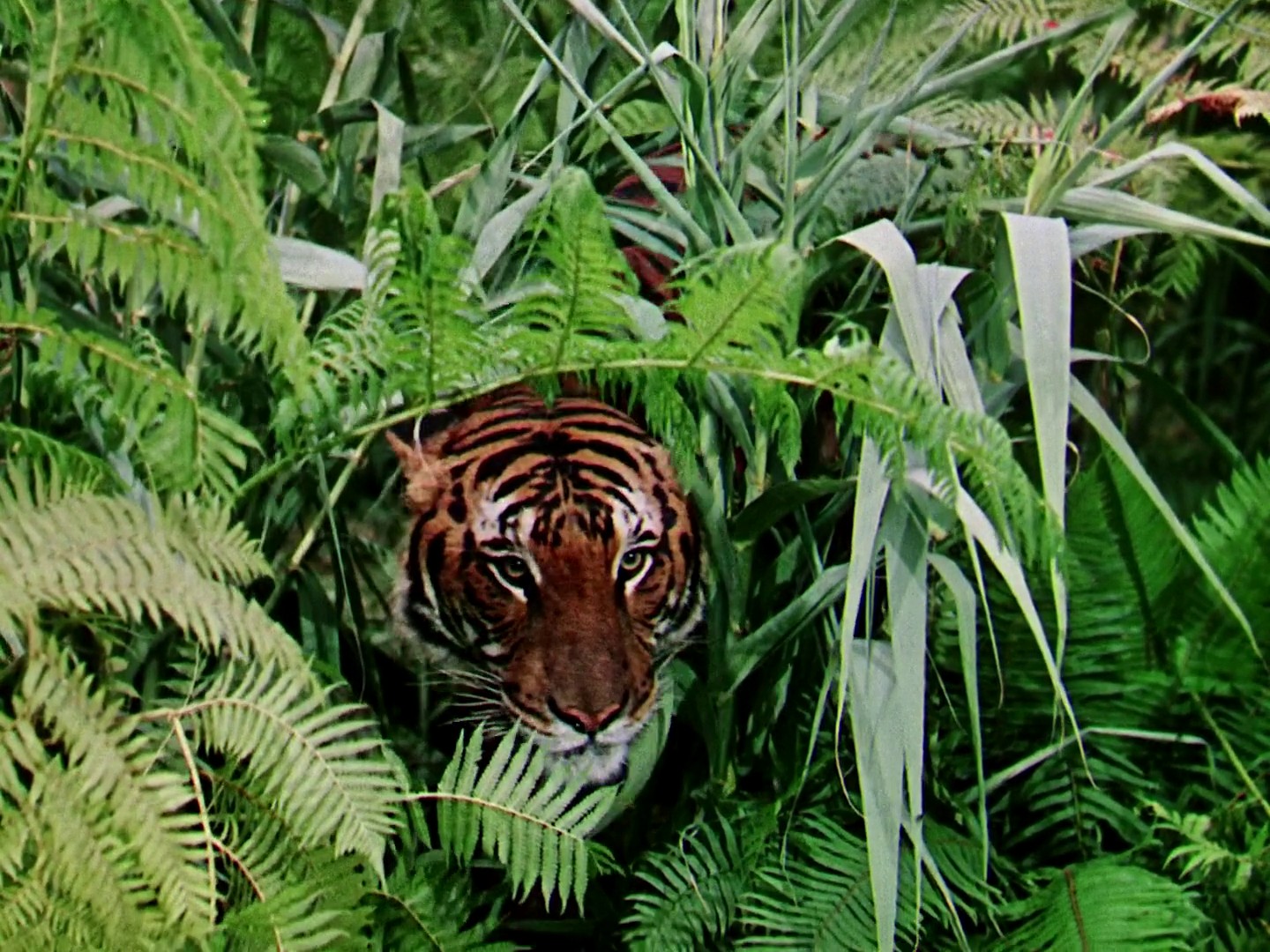 Jungle Book (1942) —  shot,  lighting