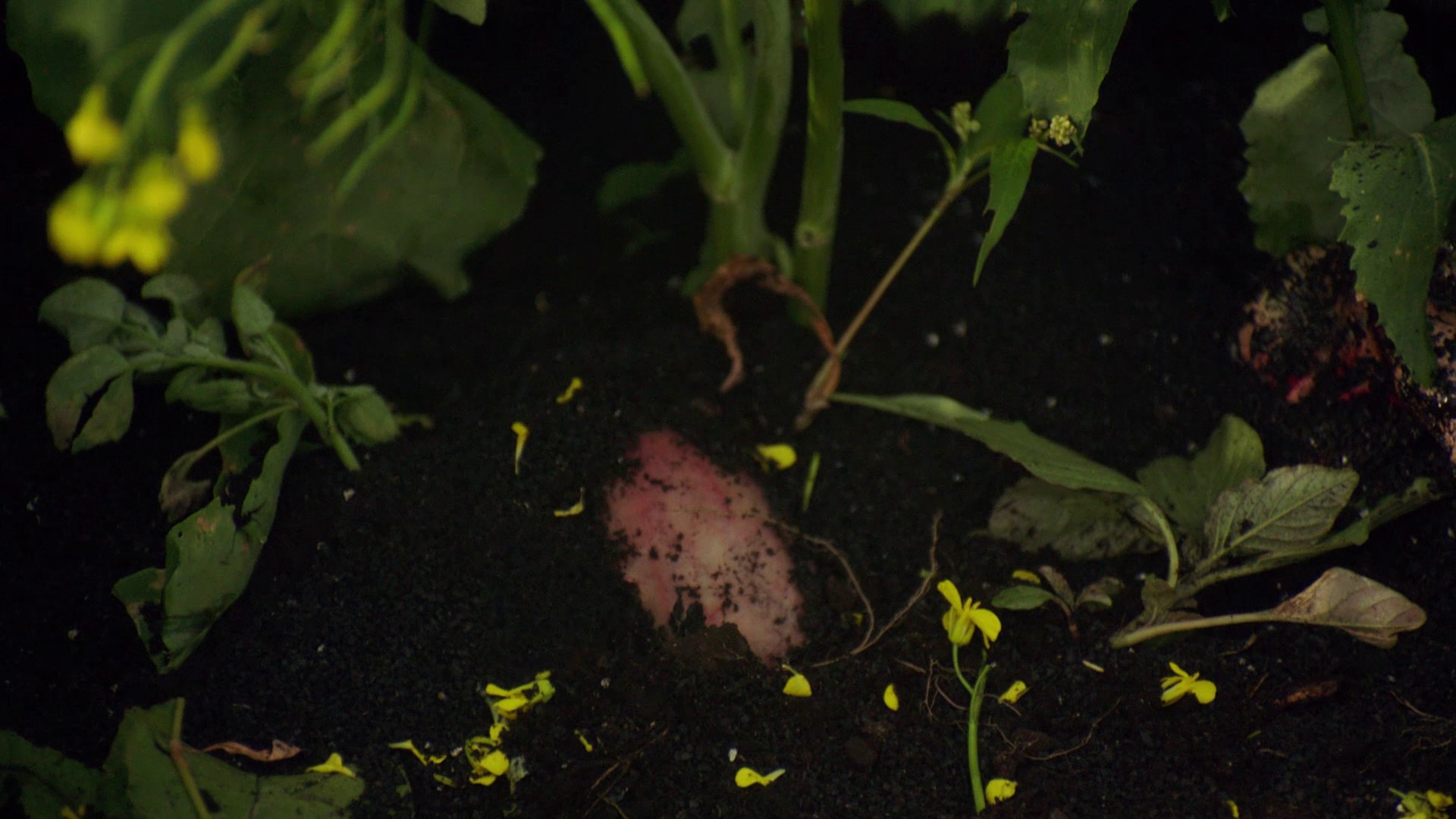 Alice in Slaughterland (2018) —  shot,  lighting