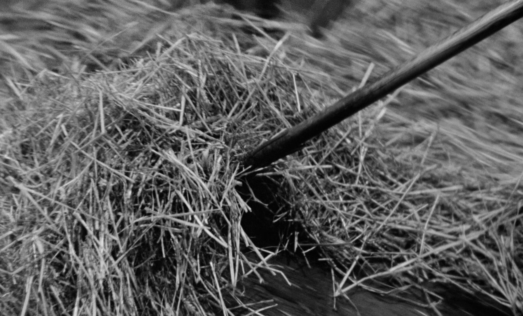 Au hasard Balthazar (1966) —  shot,  lighting