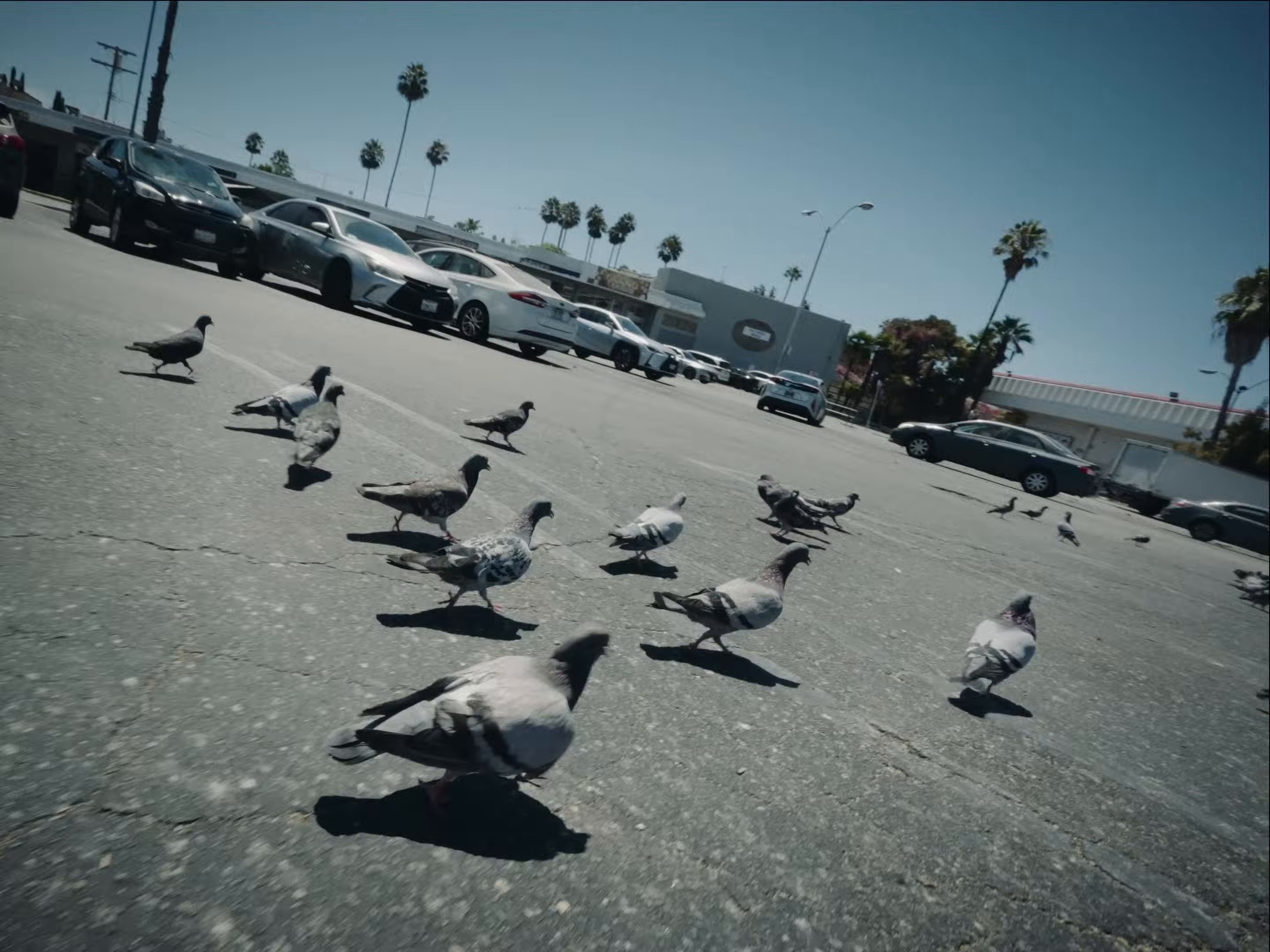 LA (2025) —  shot,  lighting