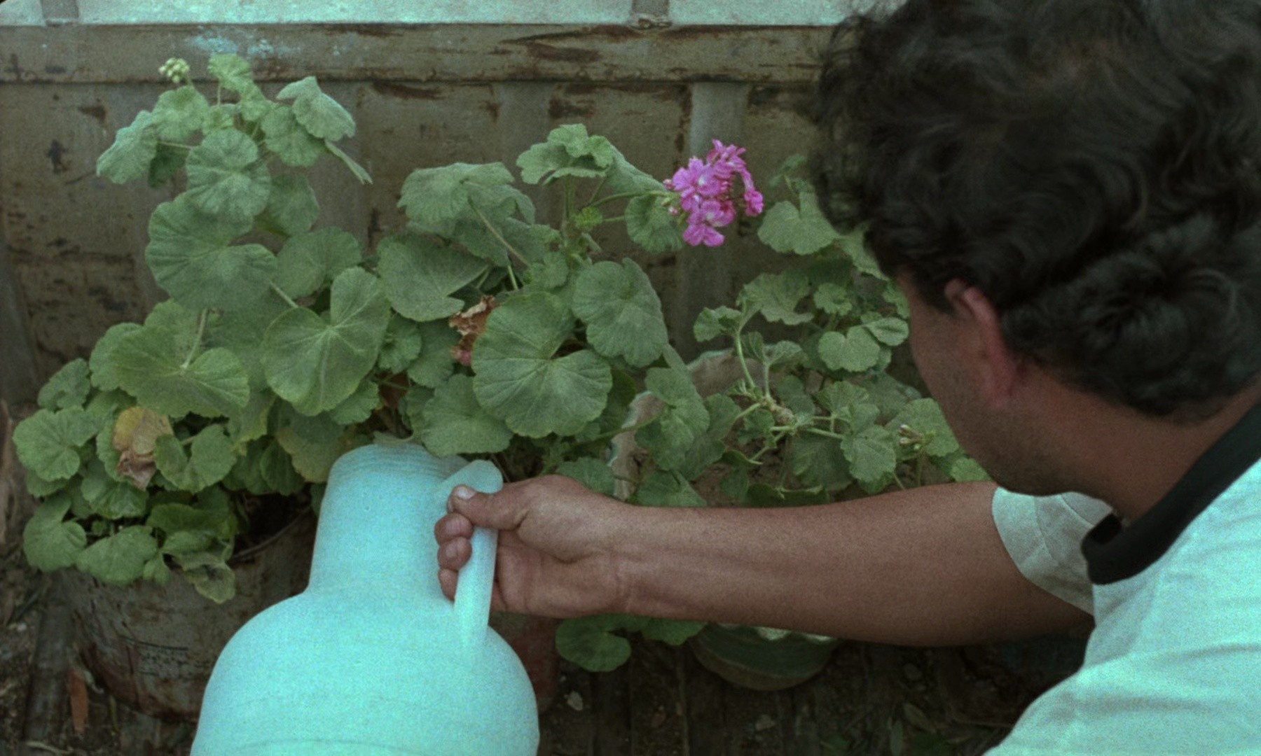 Through the Olive Trees (1995) —  shot,  lighting