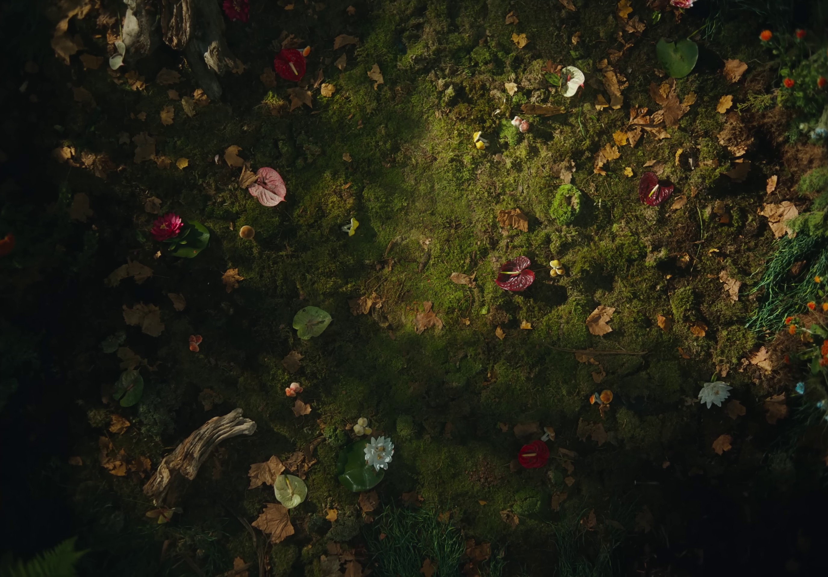 frog  (2022) —  shot,  lighting