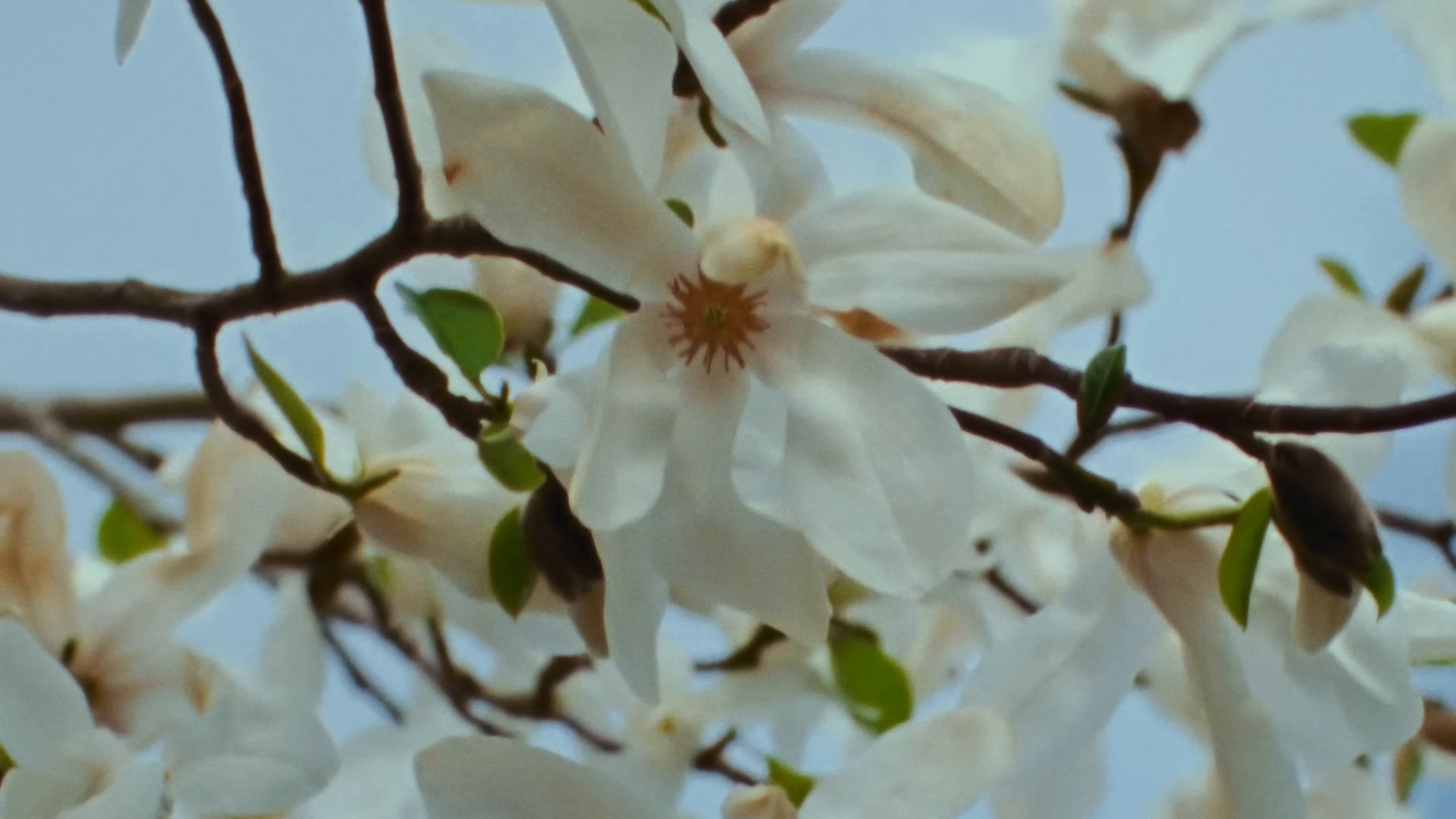 Suzanne (2025) —  shot,  lighting