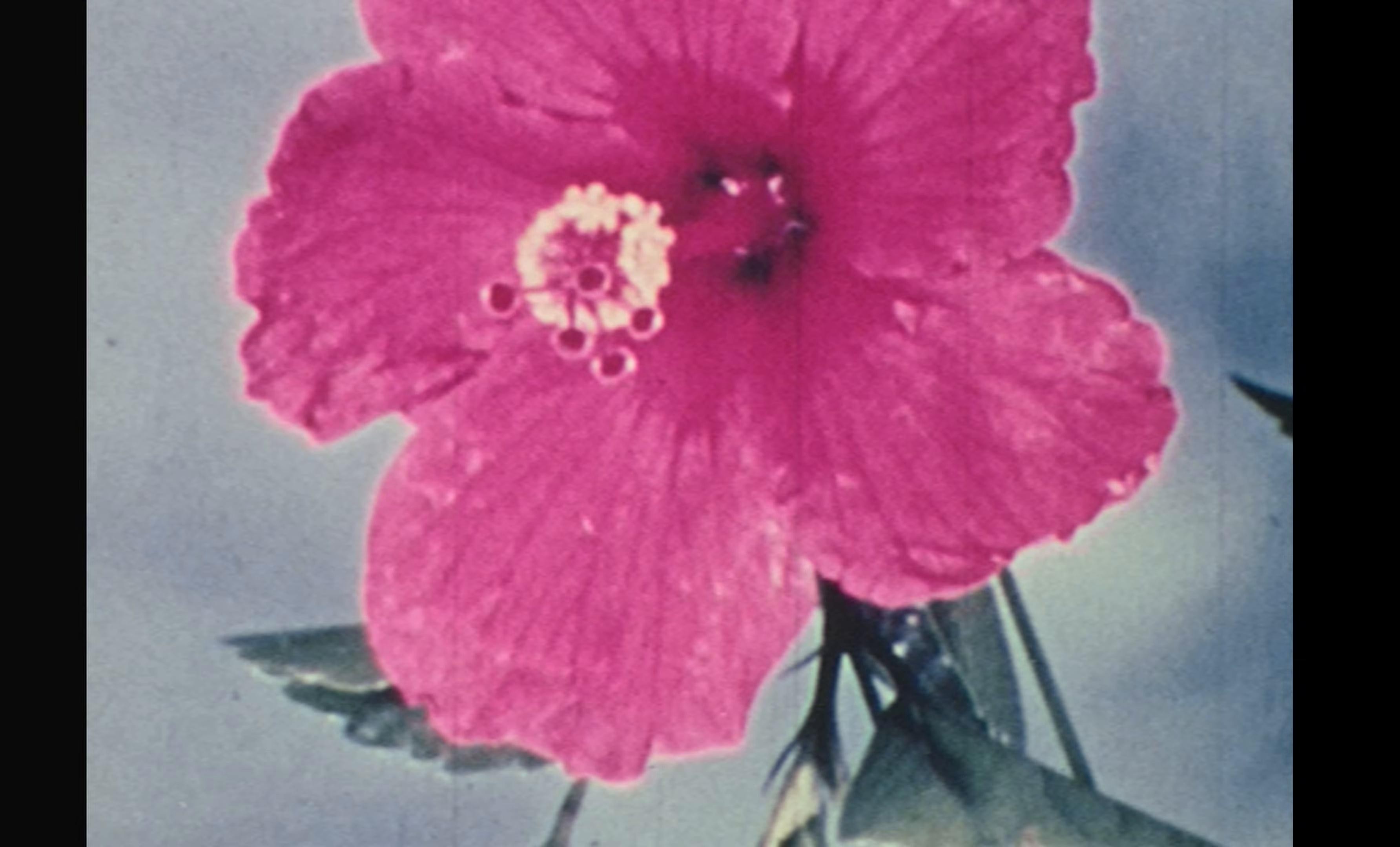 Red White and Blue (2024) —  shot,  lighting