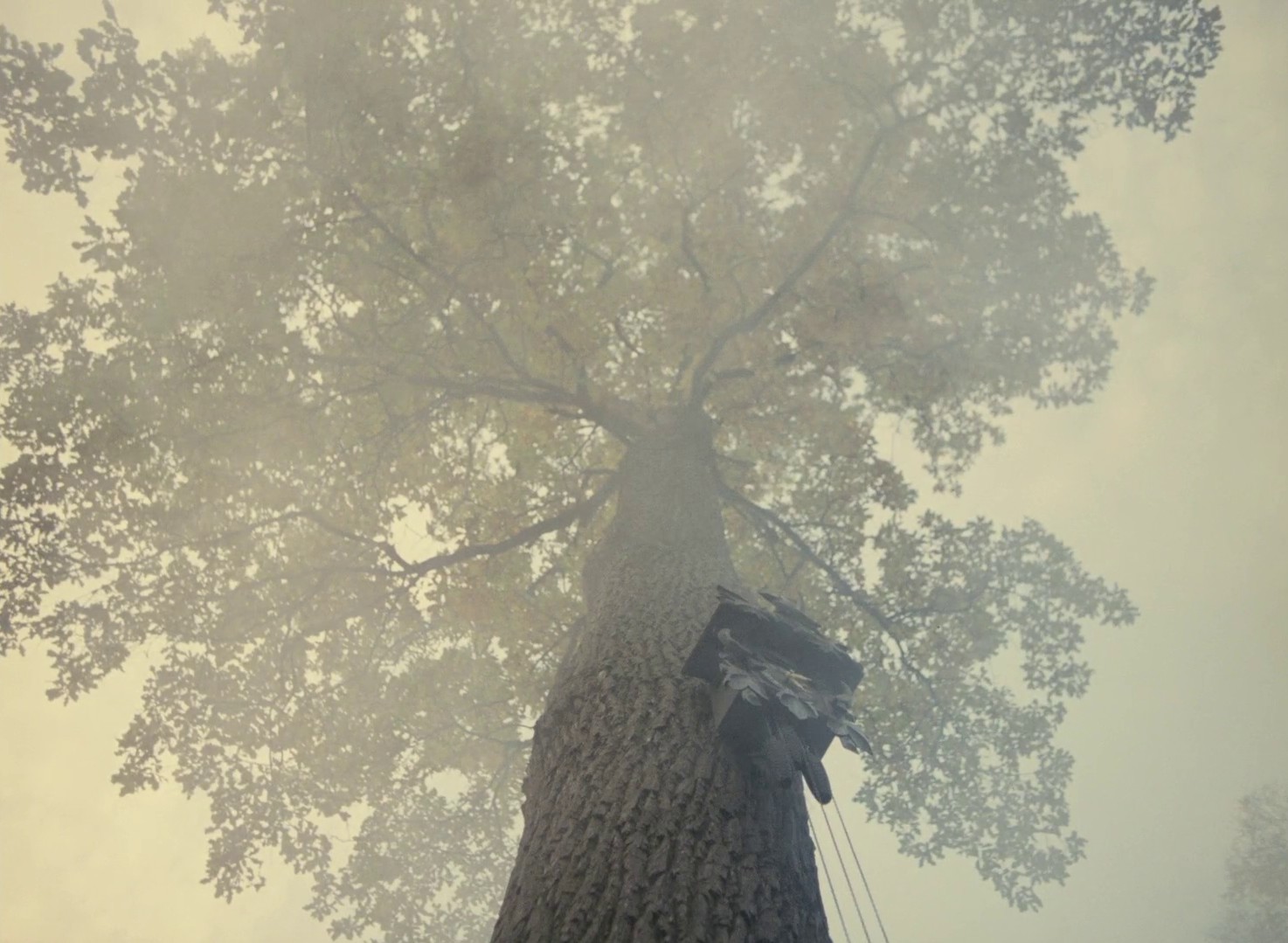 The Snowdrop Festivities (1984) —  shot,  lighting