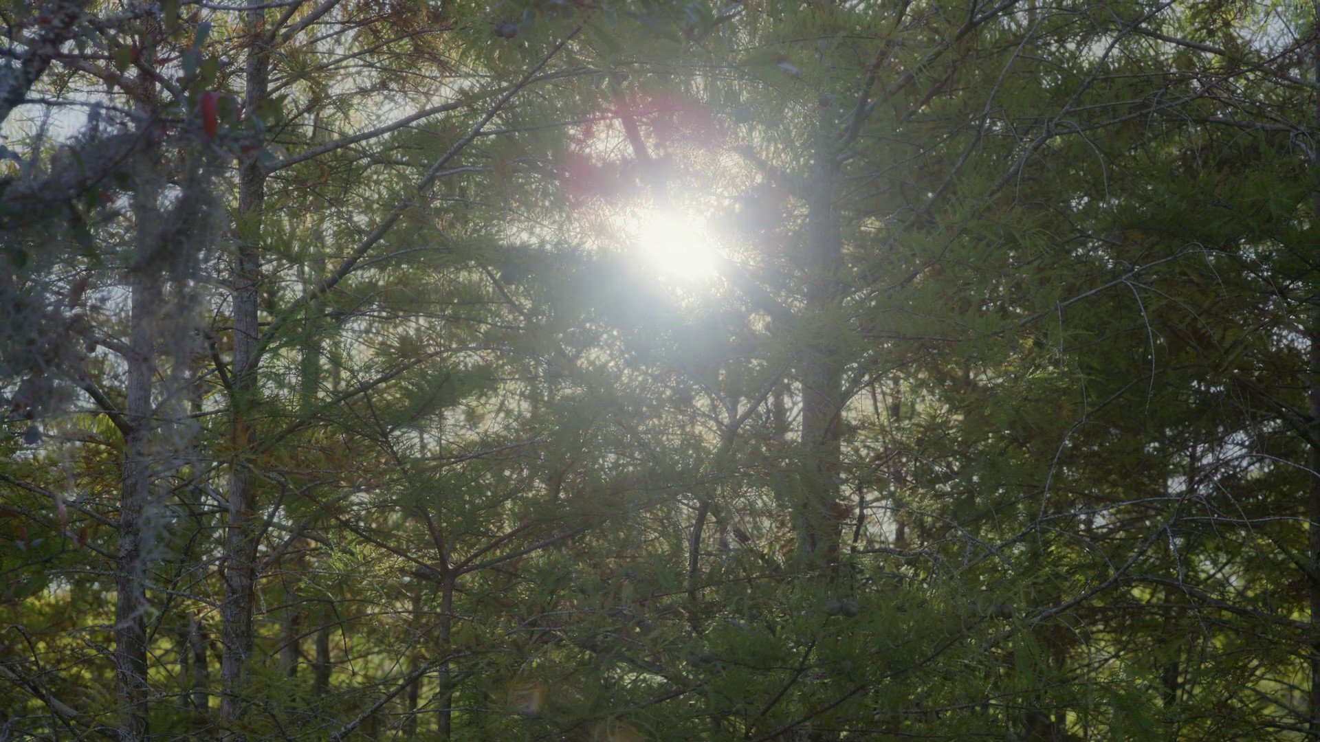 Swamps (2023) —  shot,  lighting