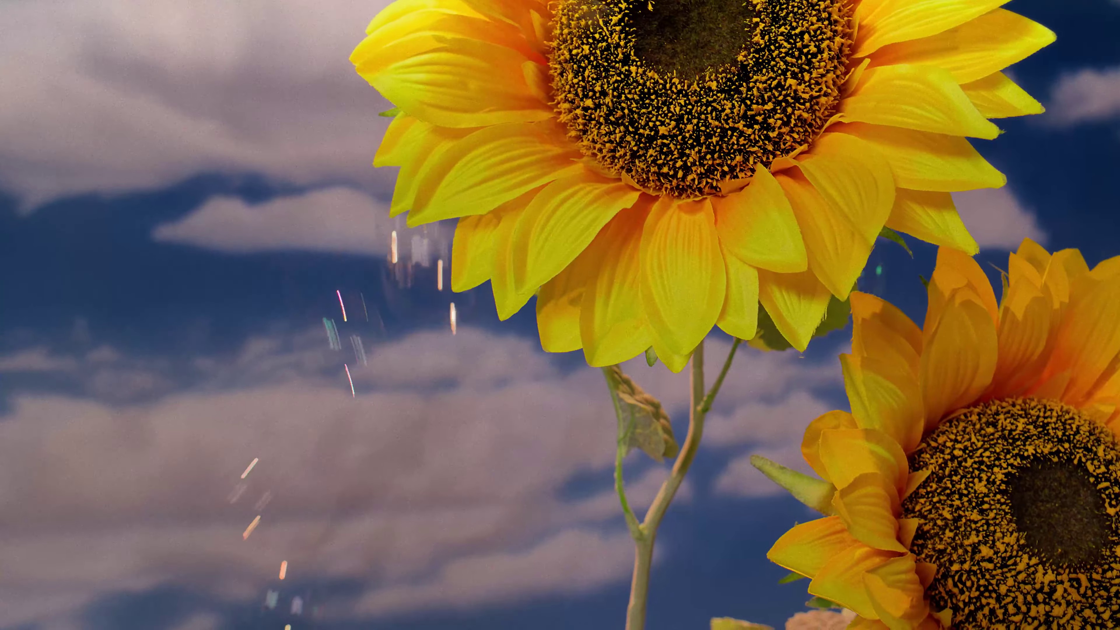 Watercolor Flowers (2023) —  shot,  lighting