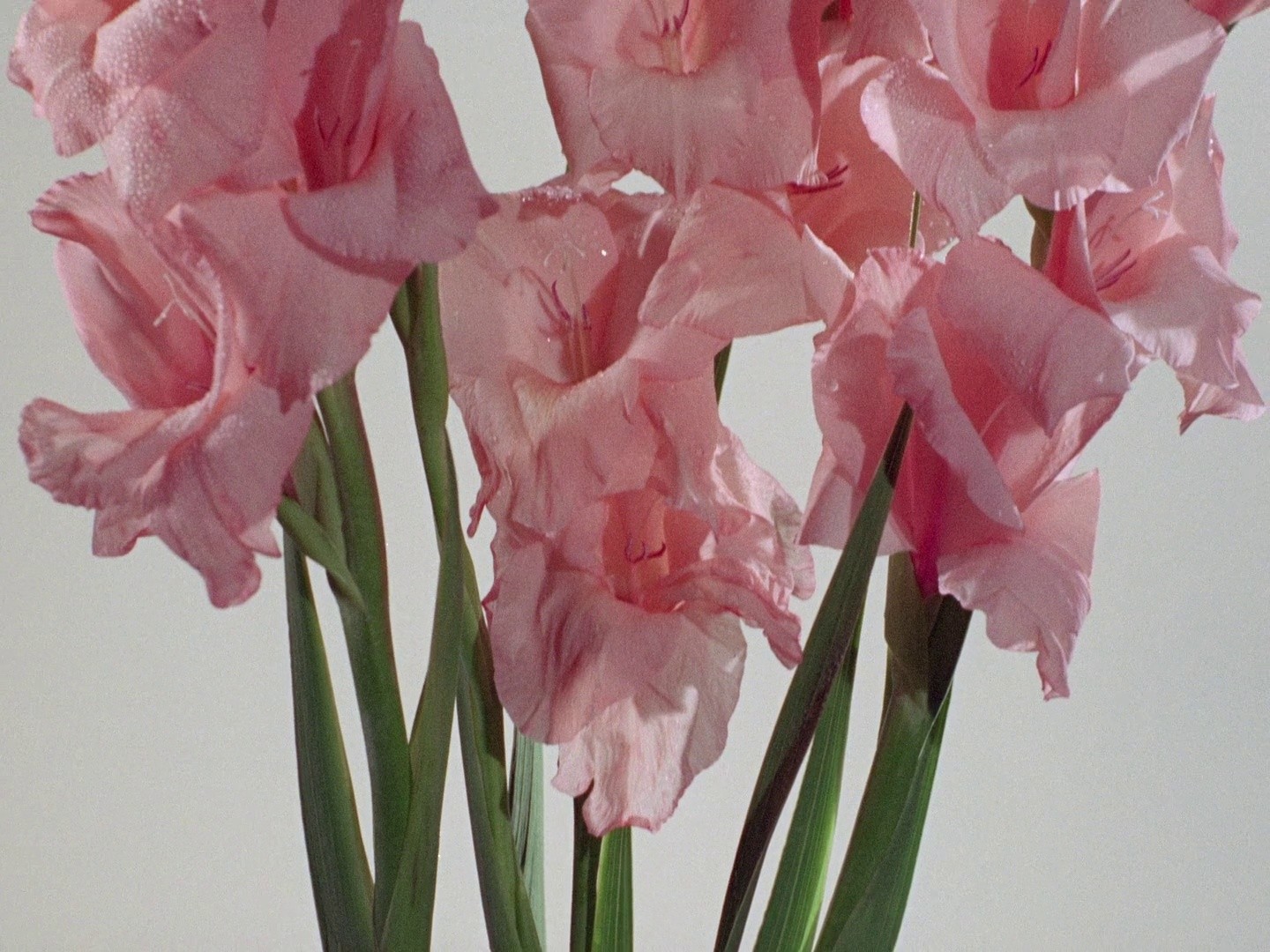 Diptych (2011) —  shot,  lighting