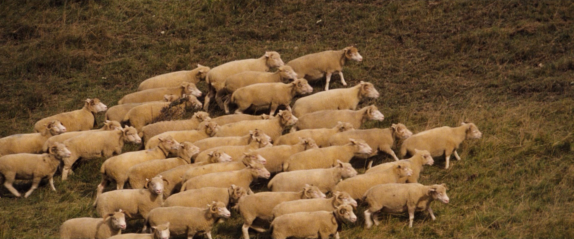 Far from the Madding Crowd (2015) —  shot,  lighting