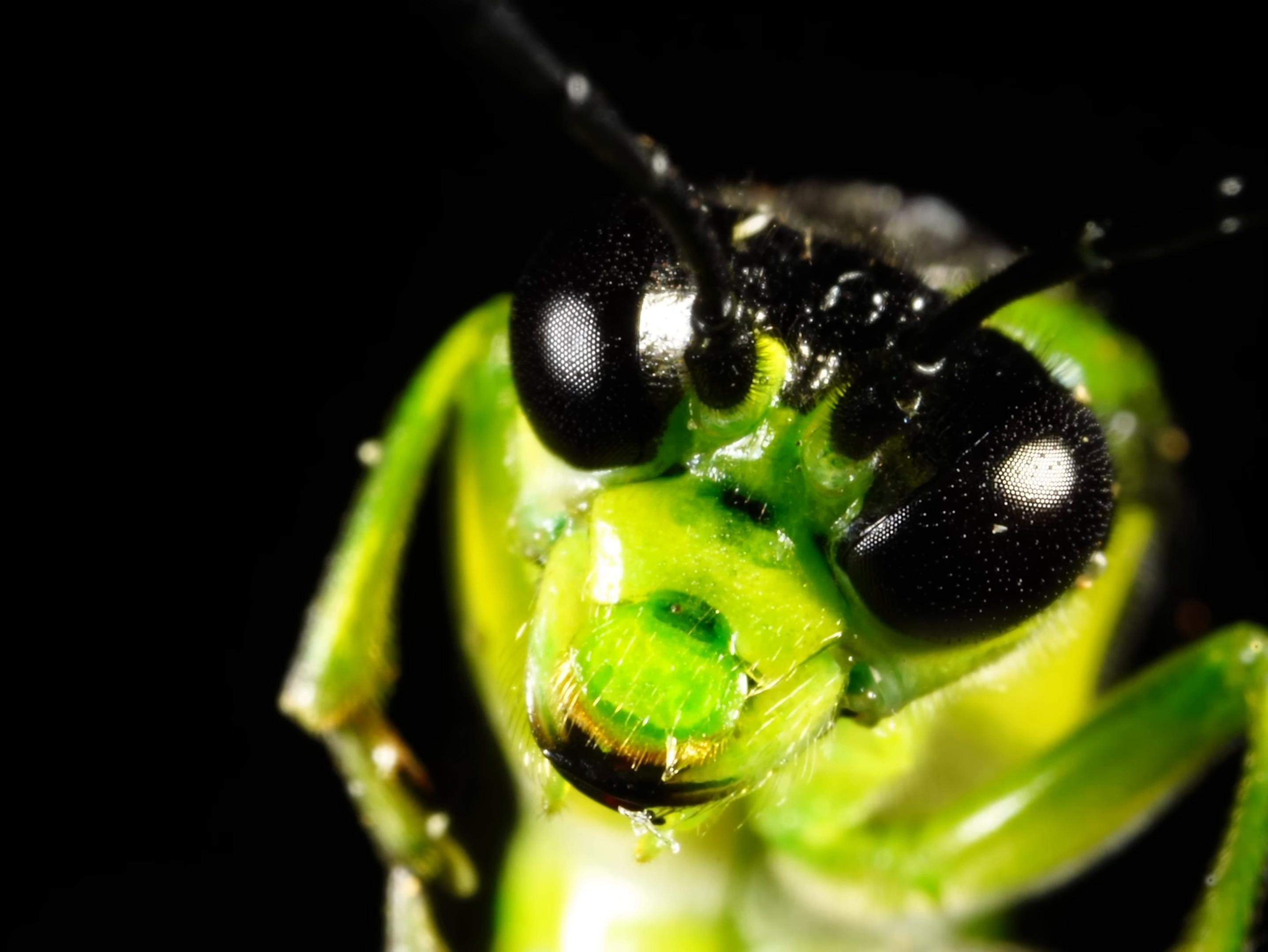 Ipocrita fratello (2025) —  shot,  lighting