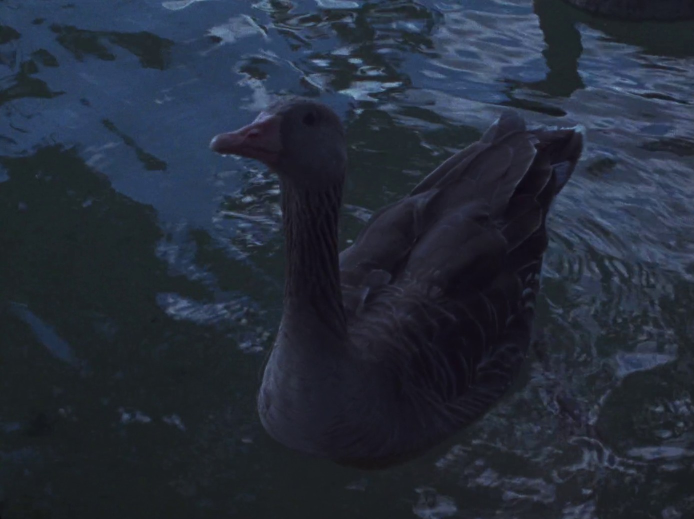 La Chimera (2024) —  shot,  lighting