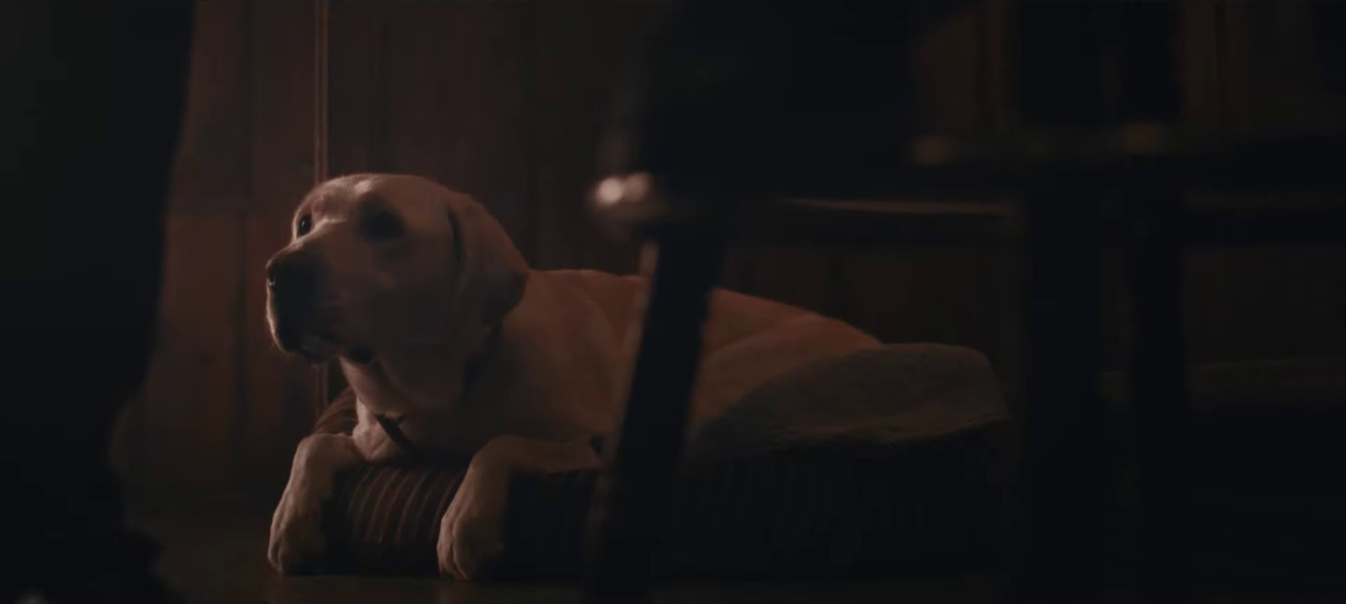 Budweiser | Super Bowl LVIII Old School Delivery (2023) —  shot,  lighting