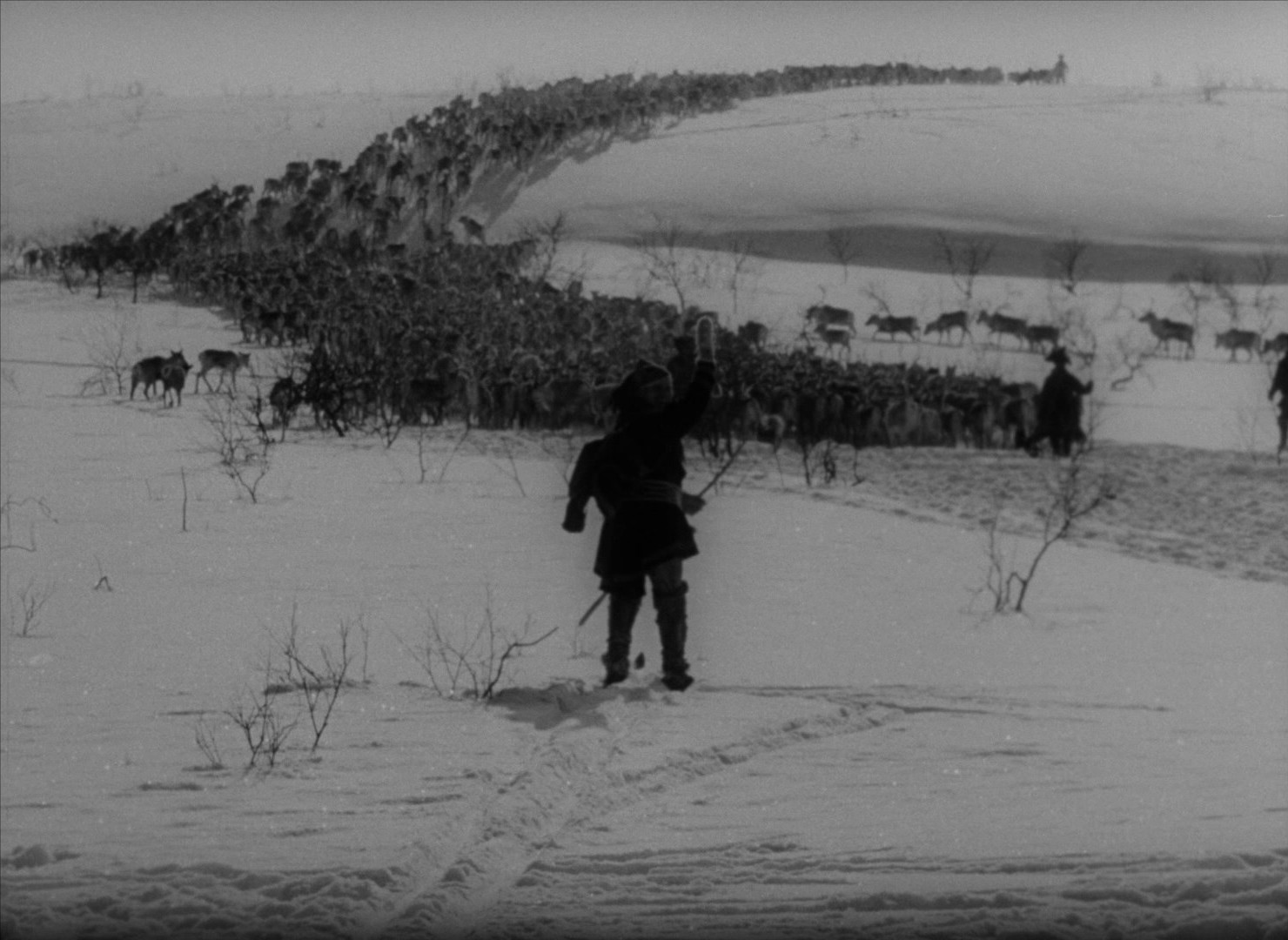 The White Reindeer (1952) —  shot,  lighting
