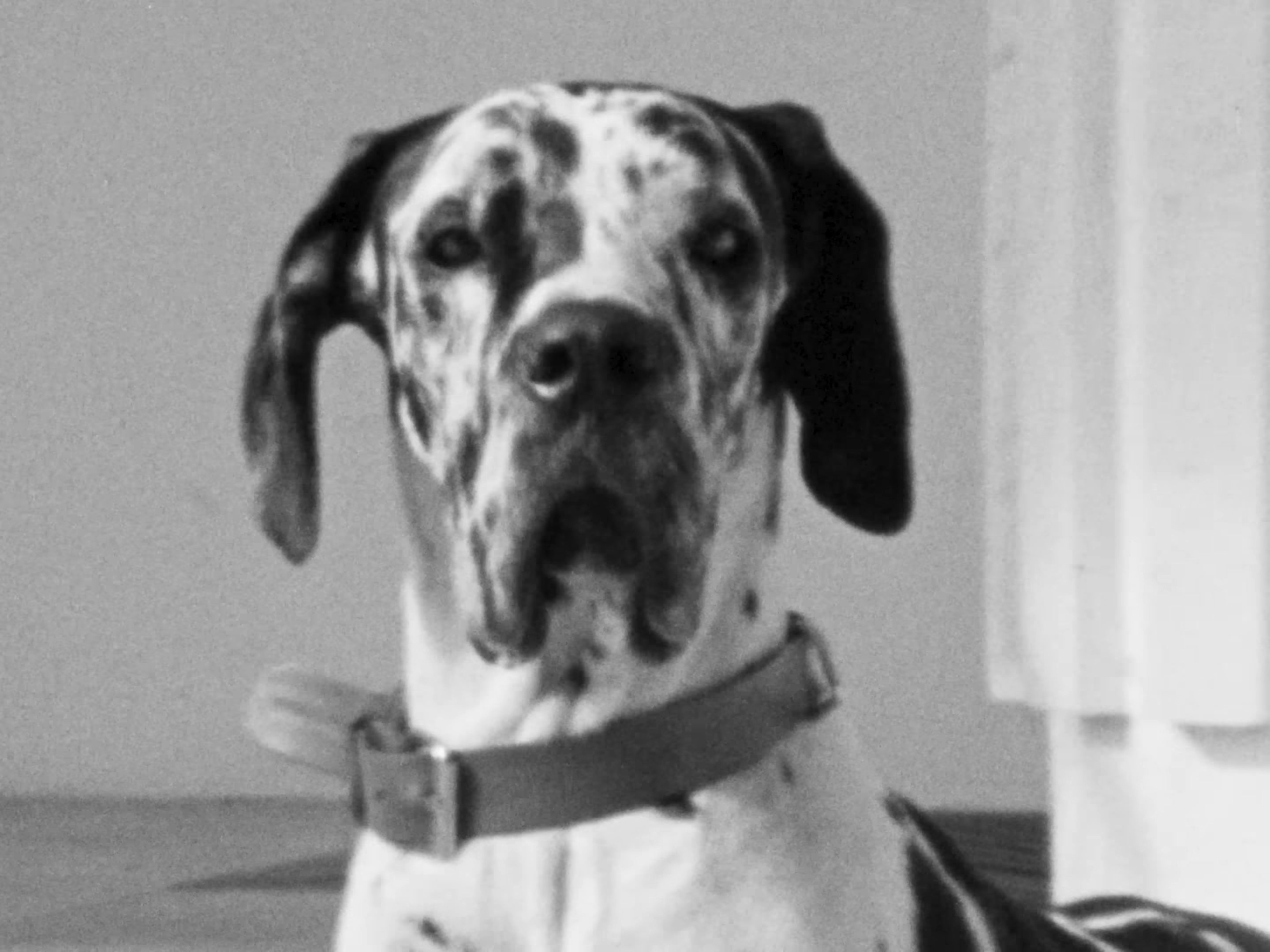 SAINT LAURENT - ZOË BY PURIENNE (2024) —  shot,  lighting