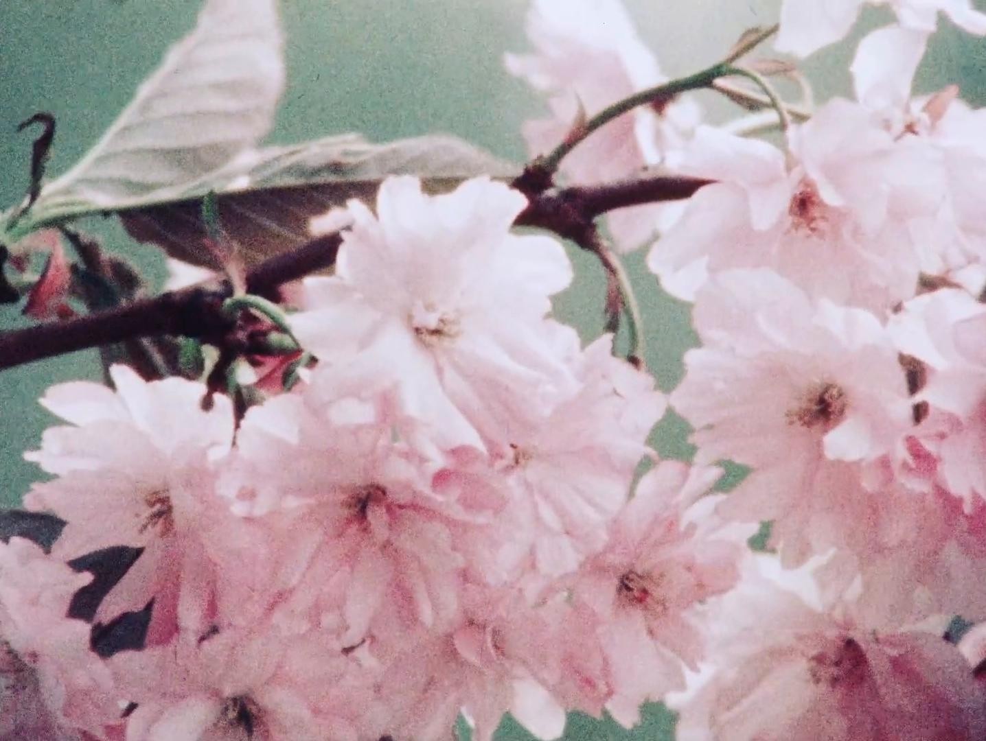 Requiem for Sally (1979) —  shot,  lighting