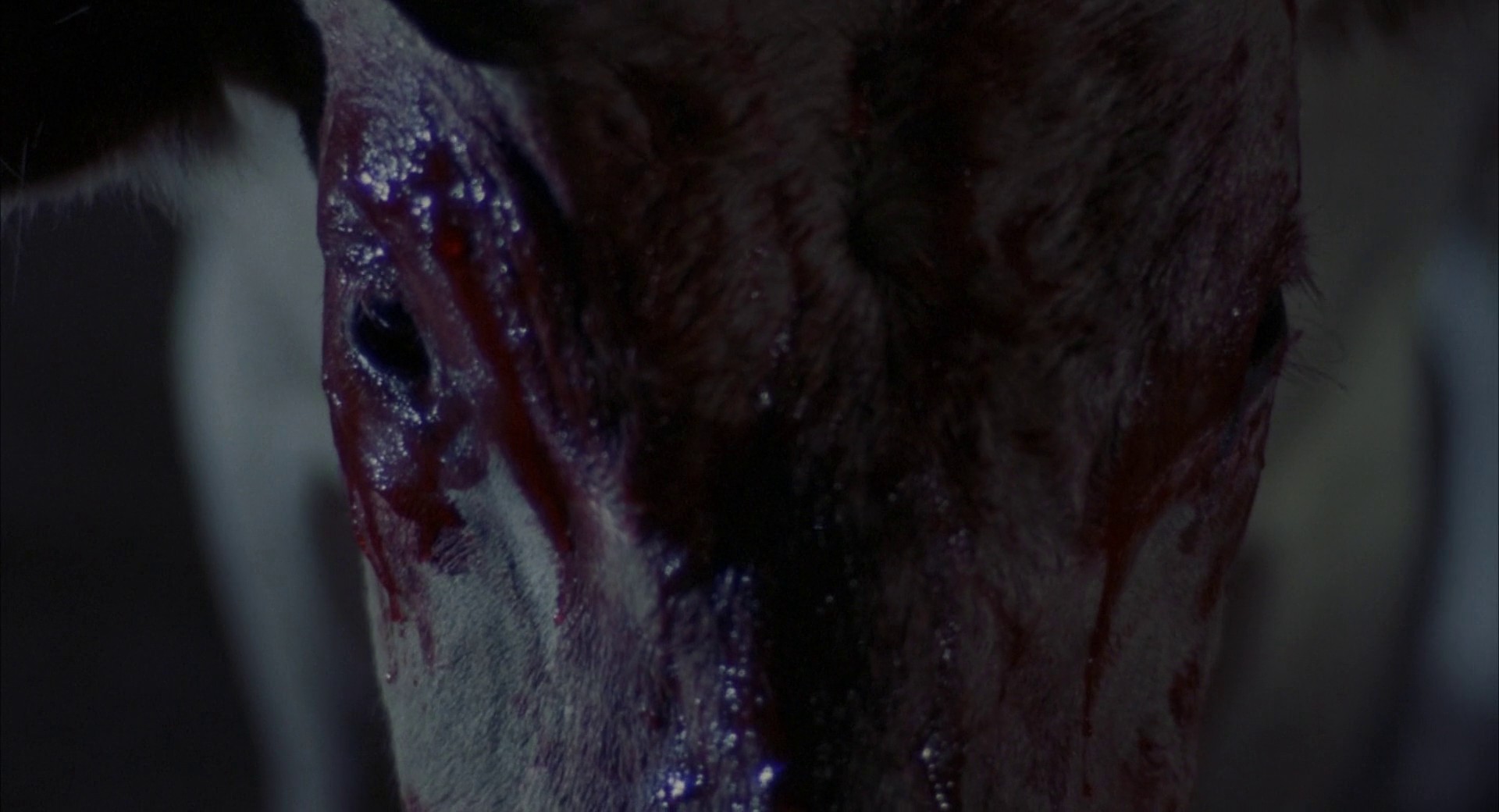 Alien Predator (1987) —  shot,  lighting