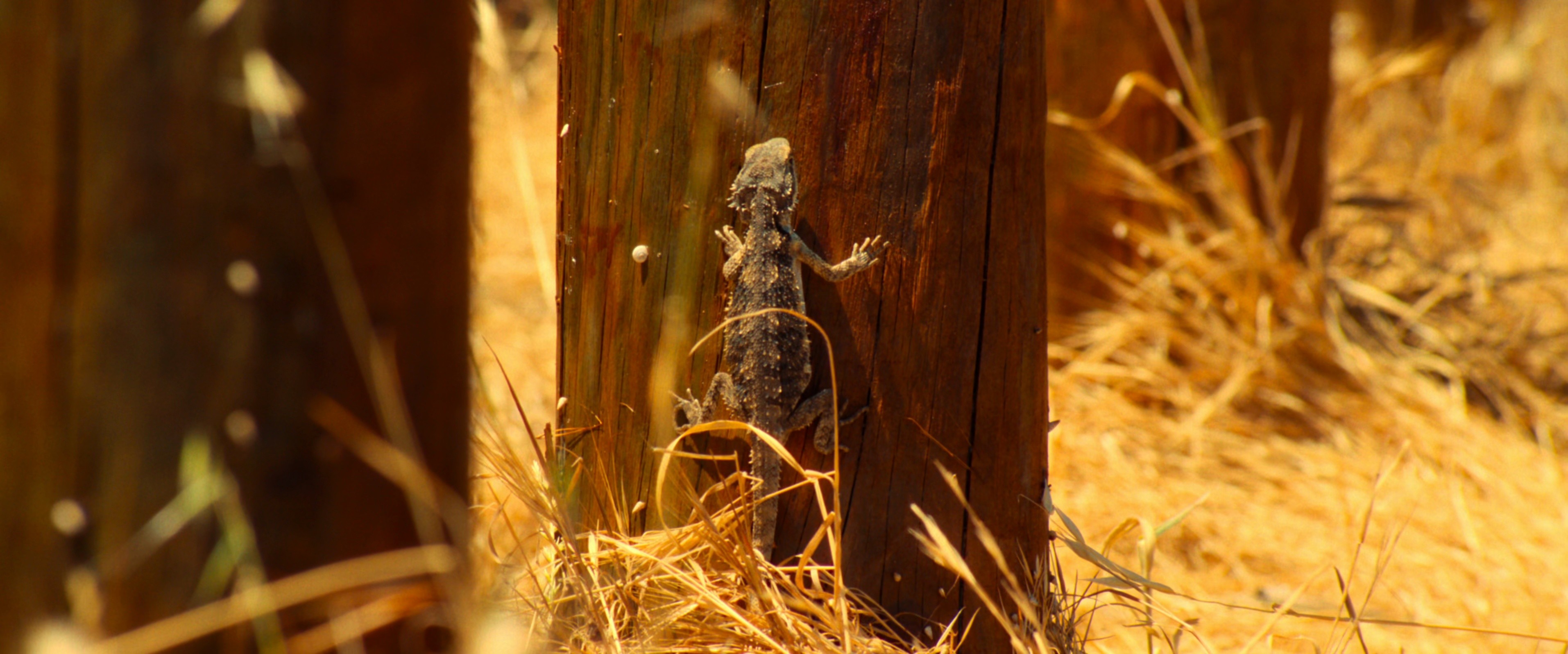 The Surfer (2025) —  shot,  lighting