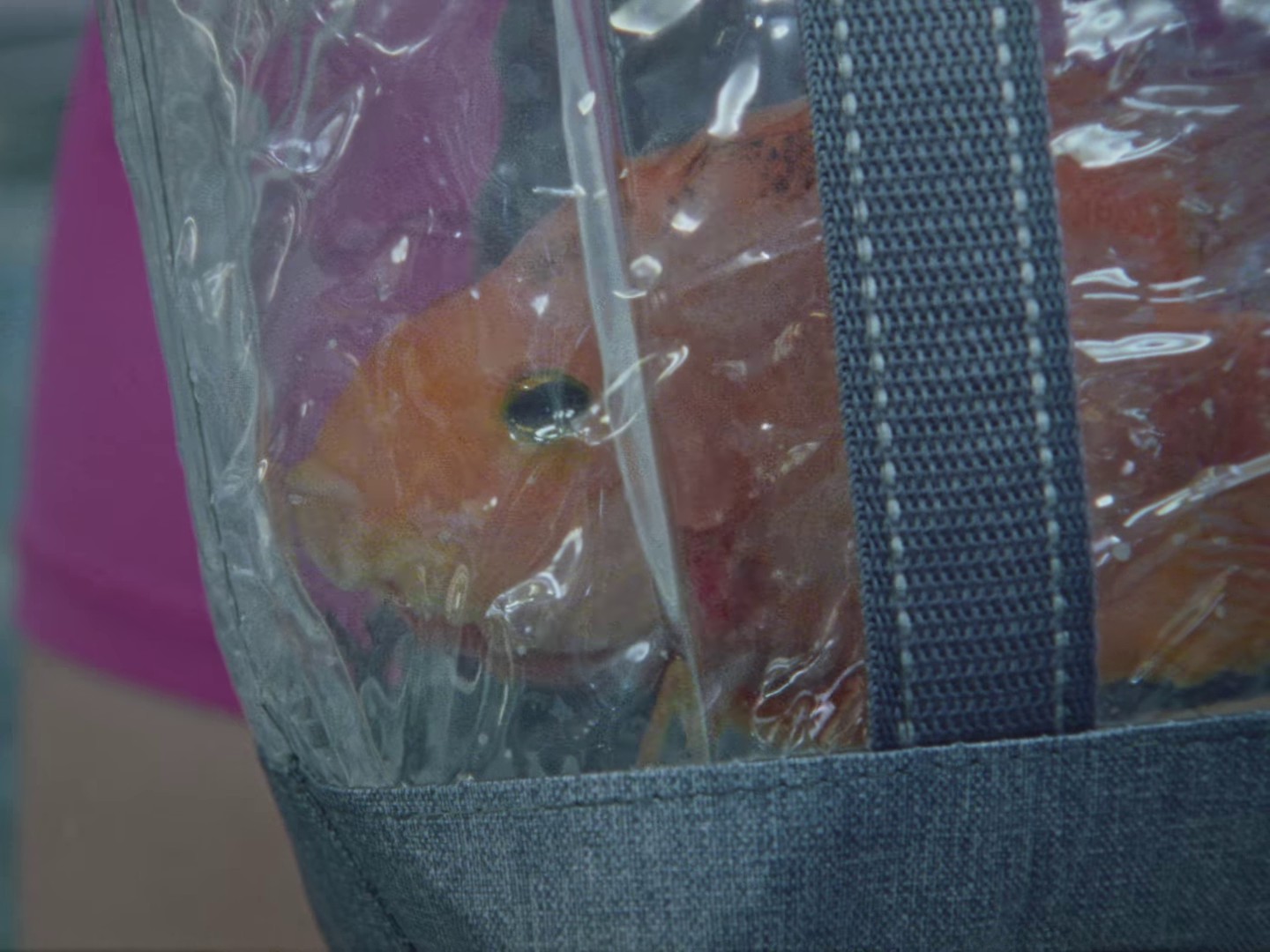 GIFT HORSE (2024) —  shot,  lighting