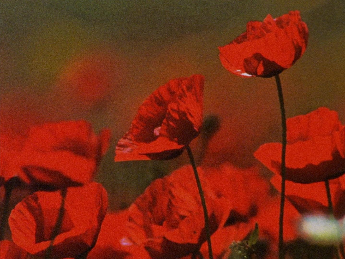 Wasteland No.1 - Ardent, Verdant (2017) —  shot,  lighting