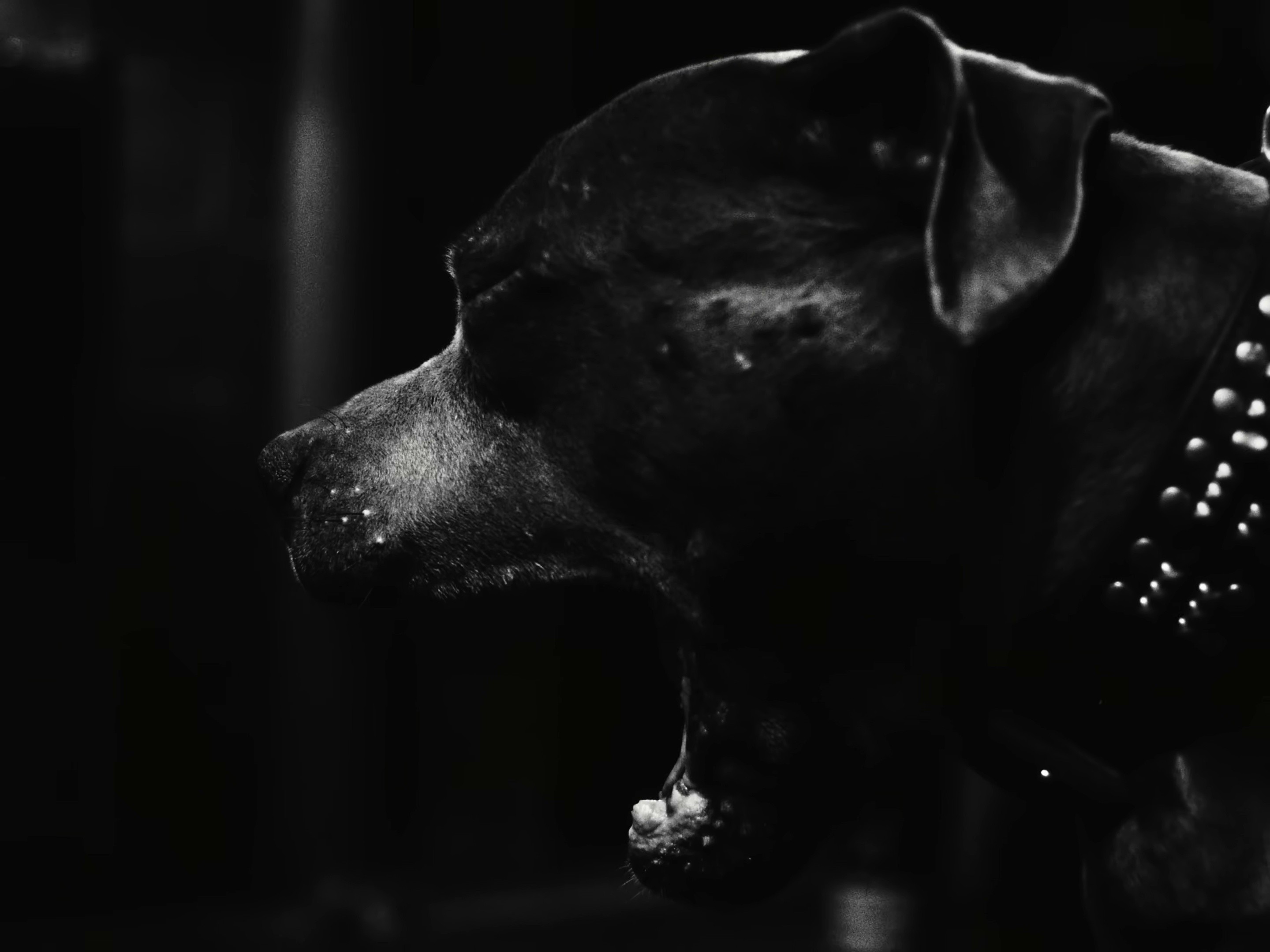 HENNY POP (2026) —  shot,  lighting