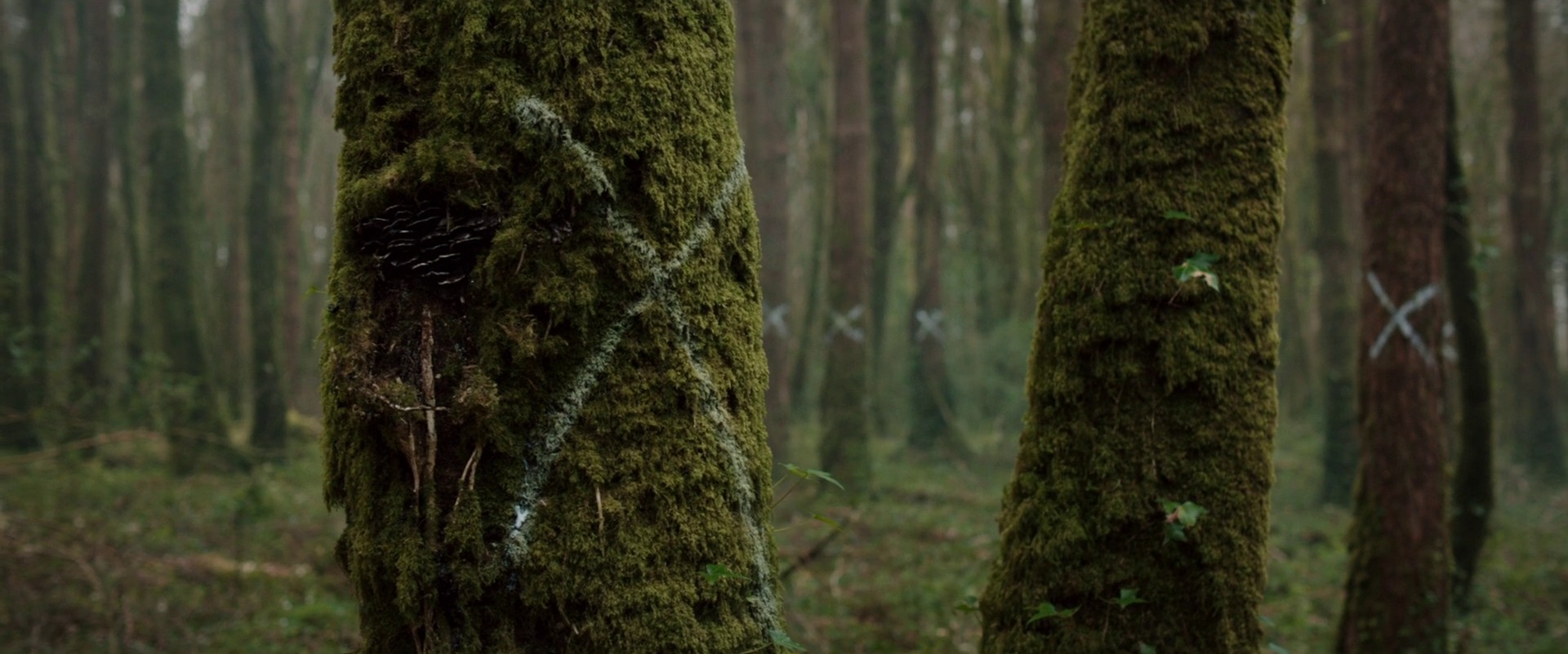 The Hallow (2015) —  shot,  lighting