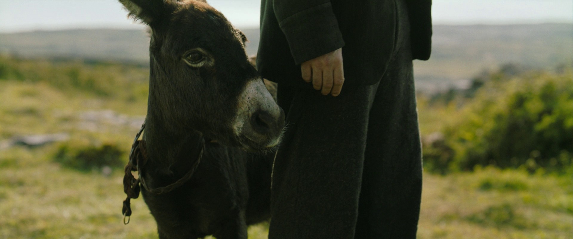 The Banshees of Inisherin (2022) —  shot,  lighting