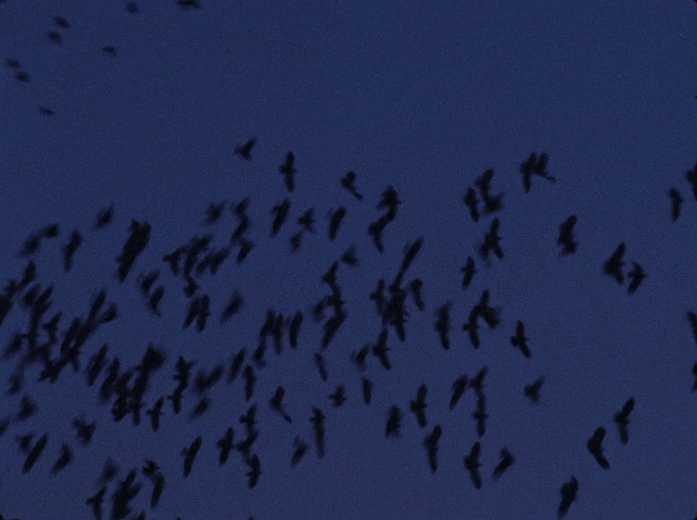 La Chimera (2024) —  shot,  lighting