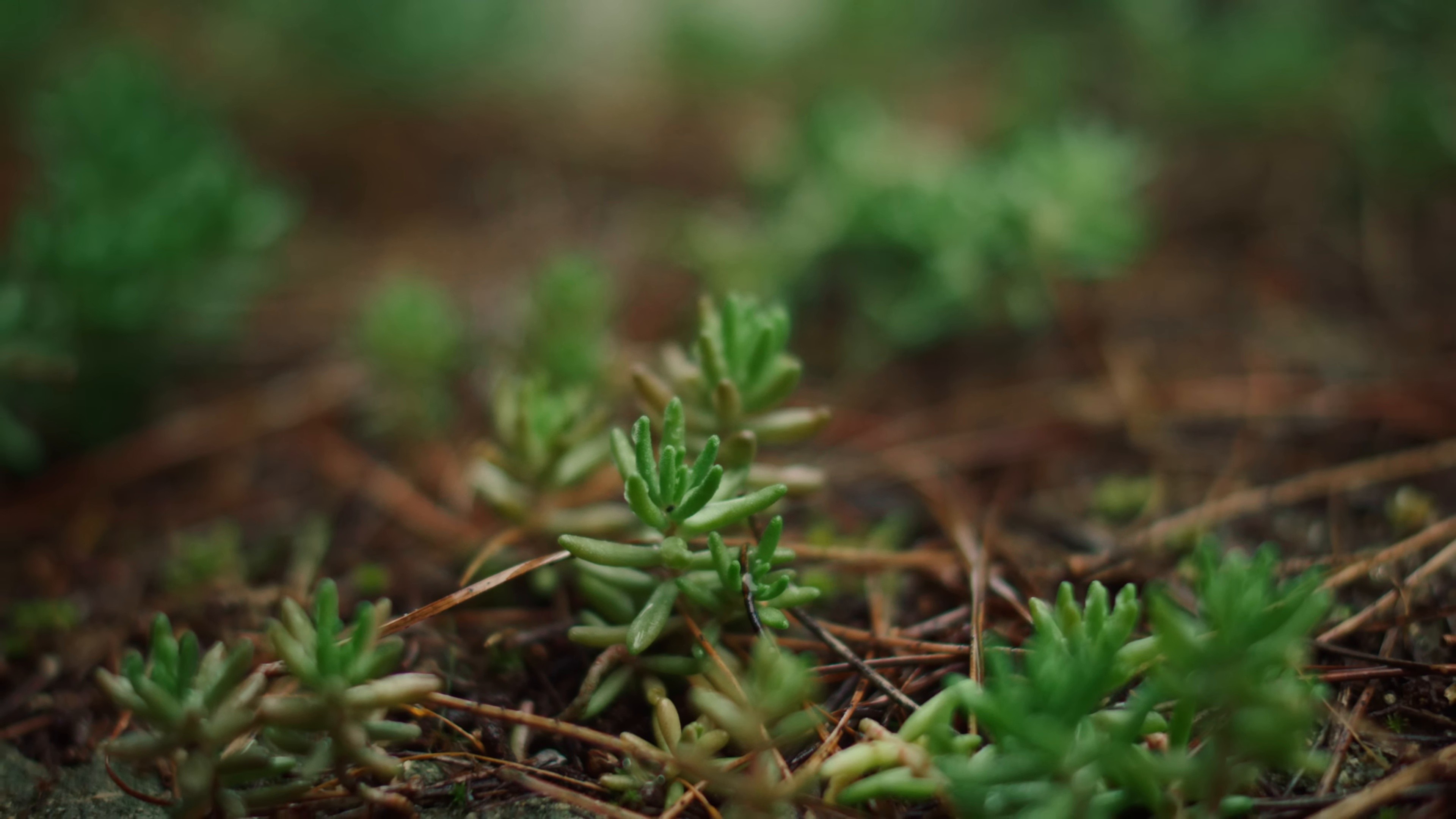 Q SOMOS? (2025) —  shot,  lighting